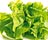 Lettuce